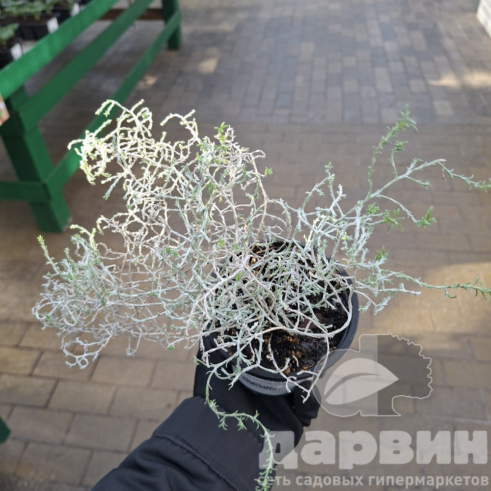 Калоцефалус d10 ХР 