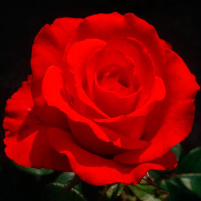 Роза чайно-гибридная Илона в коробке ZP 