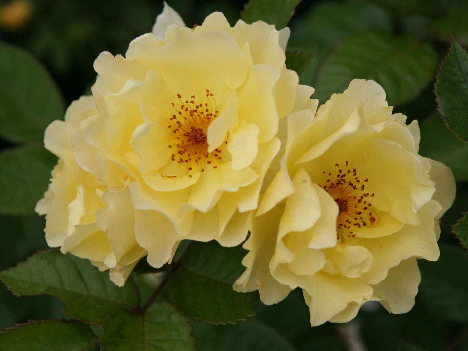 Роза кустовая Голдшпац v5 