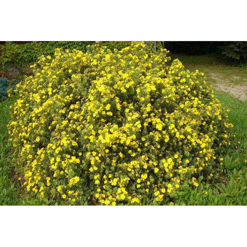 Лапчатка кустарниковая Голд Стар с2 GV 