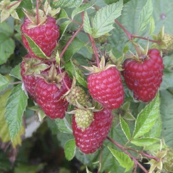 Я_Малина ремонтантная Носорог, красная v2 Tim по цене  Я_Малина ремонтантная Носорог, красная v2 Tim