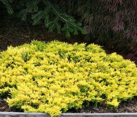 Можжевельник пфитцриана Голден Соусер v7,5 60-80 Bor 