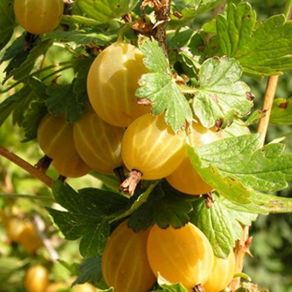 Основное изображение