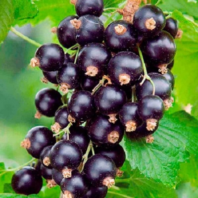 Смородина черная Изюмная v2 Tim по цене  Смородина черная Изюмная v2 Tim