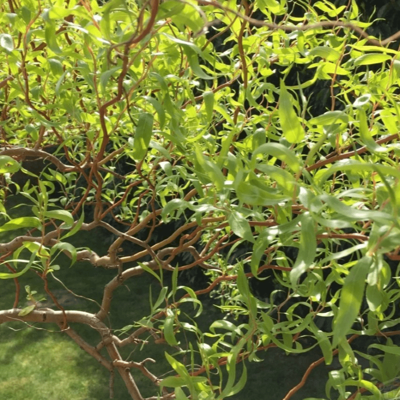 Ива матсудана Эритрофлексуоза C3 100-120 