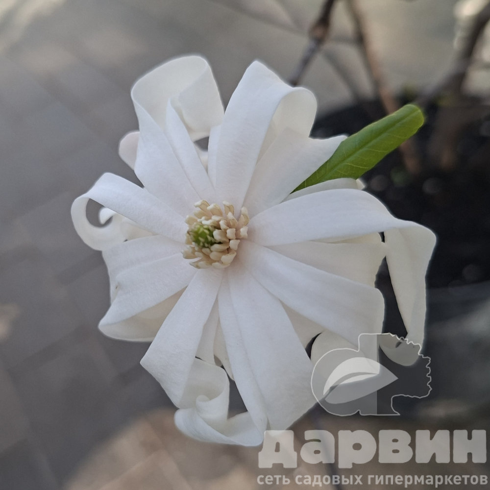 Магнолия стеллата в7.5 х70-100 лав (2) ватермарка