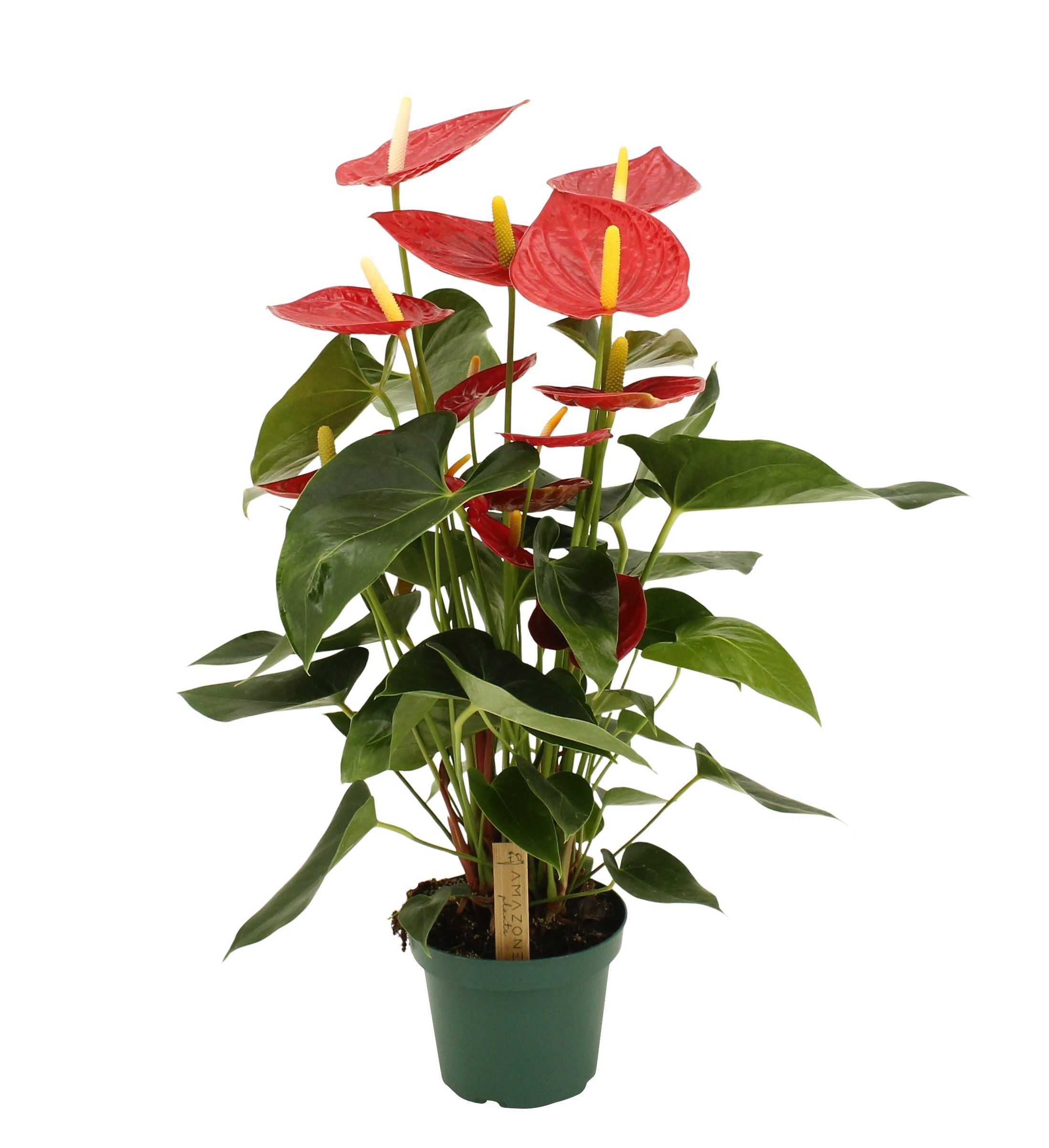 Антуриум Тремендо d 14 h 40 