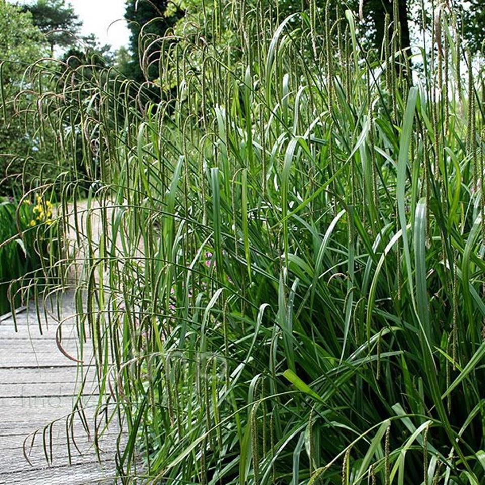 Осока повислая р9 Sw 