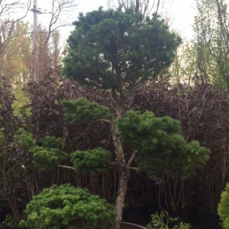 Растение Лиственница кемпфера с100/150-175 Бонсай Tw 