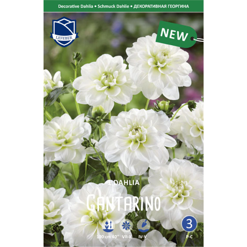 Клубень Георгина декоративного Кантарино I 1шт 