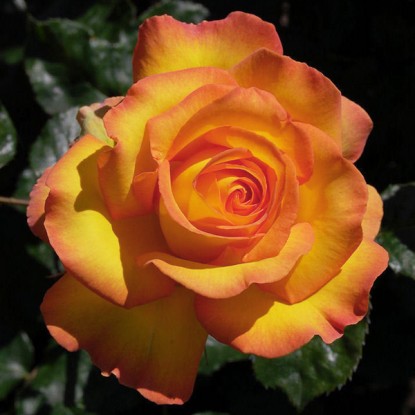 Роза чайно-гибридная Ротари в коробке ZP 