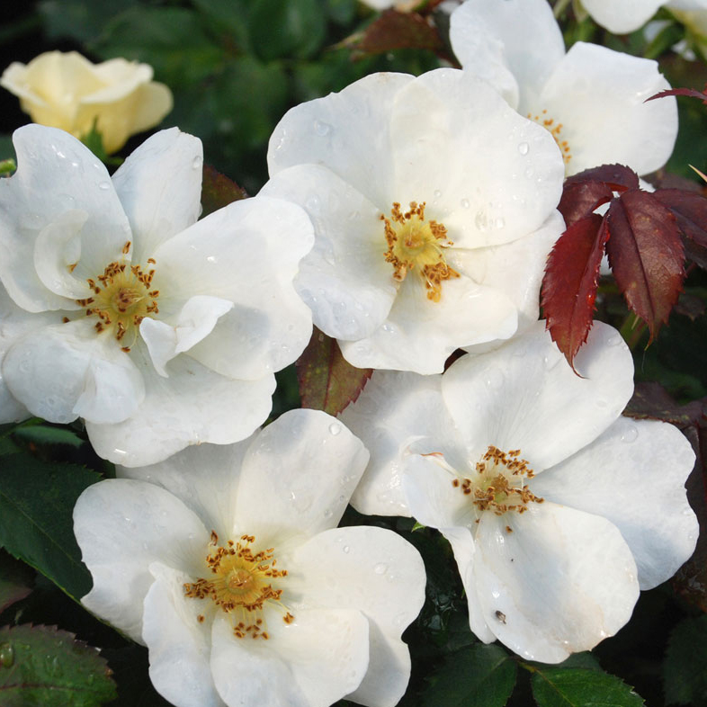 Роза кустовая Дабл Уайт Нокаут v5 Sav 