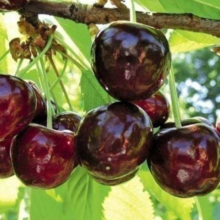 Черешня Карликовая Карина v15 ХР по цене  Черешня Карликовая Карина v15 ХР