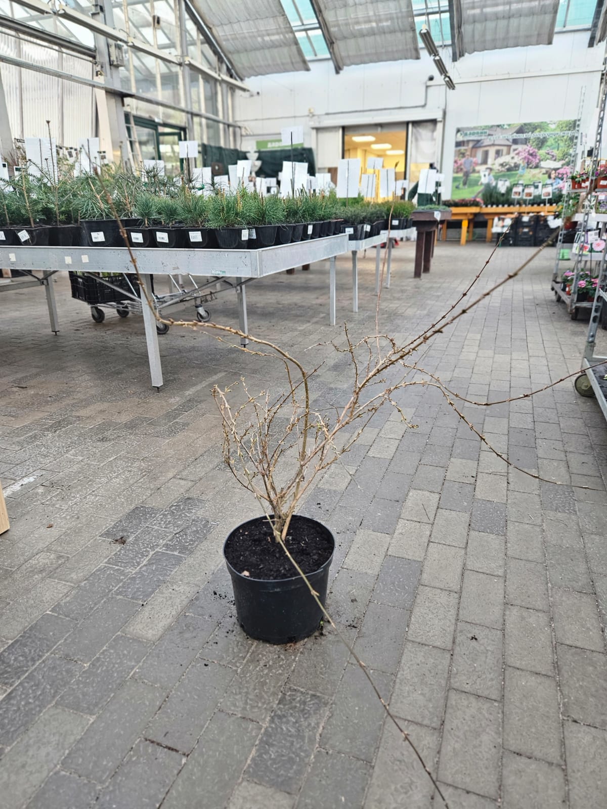 Форзиция промежуточная Спектабилис v7,5 h60-80 Lav 