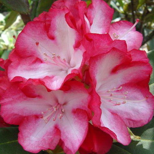 Рододендрон гибридный Энн Линдсей C5 