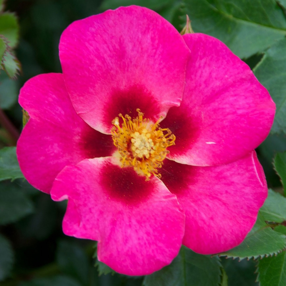 Роза корнесобственная миниатюрная Ай ту Ай v5 Tim 