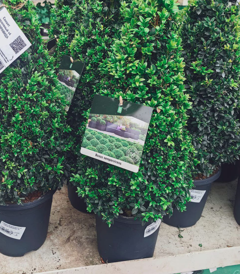 Самшит вечнозеленый v4 h40-50 ПИРАМИДА Tw 