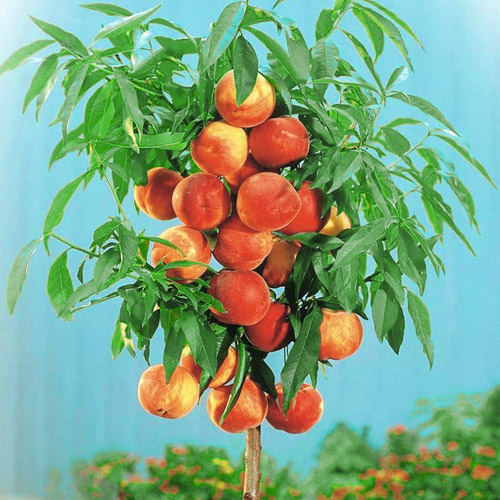 Персик колонновидный Золотой Триумф С10 Н140-160 ЦО 