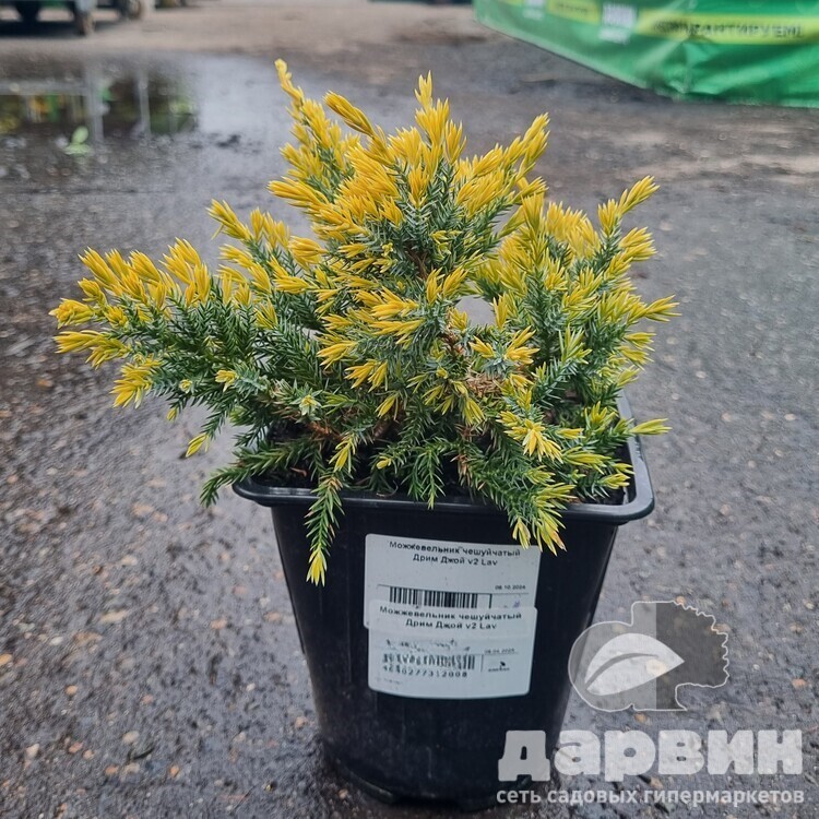 Можжевельник чешуйчатый Дрим Джой v2 Lav 
