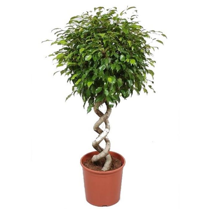 Фикус Бенджамина Экзотика двойная спираль d31 h130 