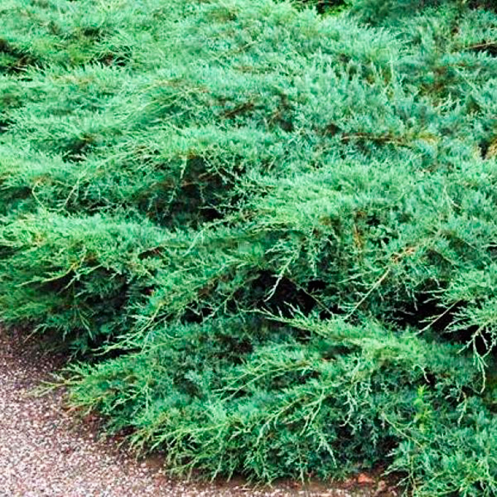 Растение можжевельник виргинский Трипартита с25/100-125 Lt 