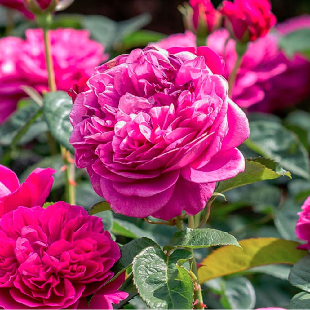 Роза английская Джеймс Л. Остин v6 