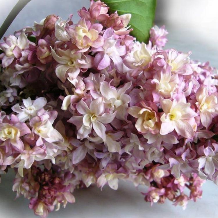 Сирень обыкновенная Федерико Гарсия Лорка v7,5 YP 