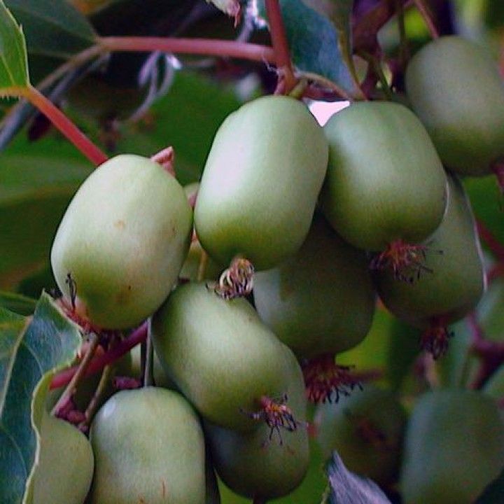 Актинидия Аргута Эстафета v2-3 Tim 