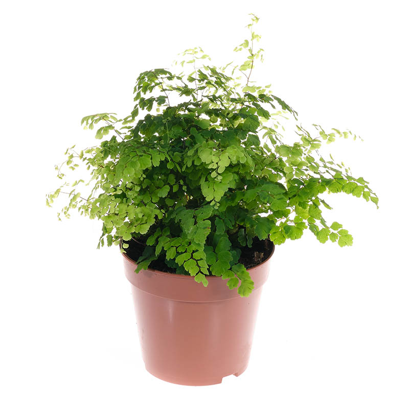 Адиантум Фрагранс d12 h35 