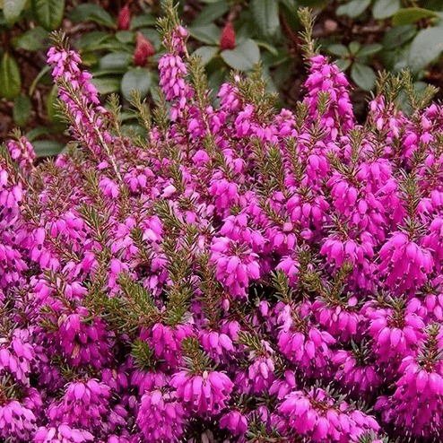 Эрика дарленская Крамерс Роут v2 Lav 