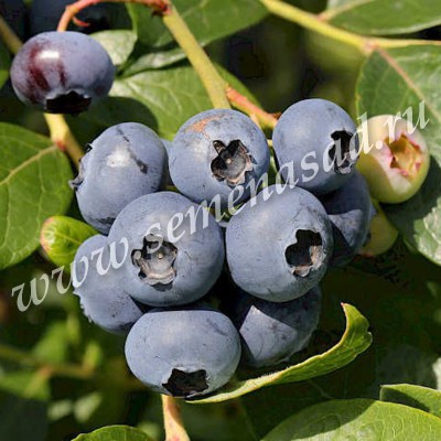 Голубика высокорослая Чентеклир c2 ЦО 