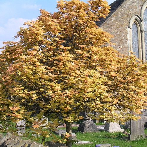 Клен ложноплатановый h140-160 Tw 