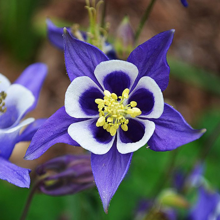 Аквилегия d10 Tim 