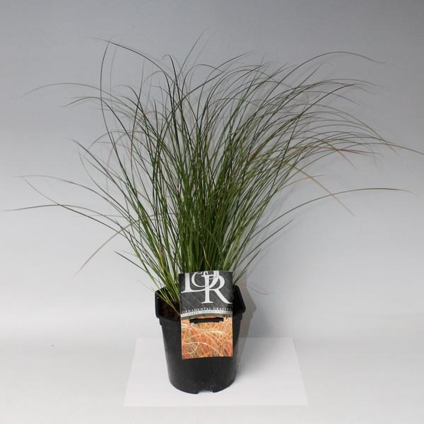 Осока Преири файер Р17 Tw 