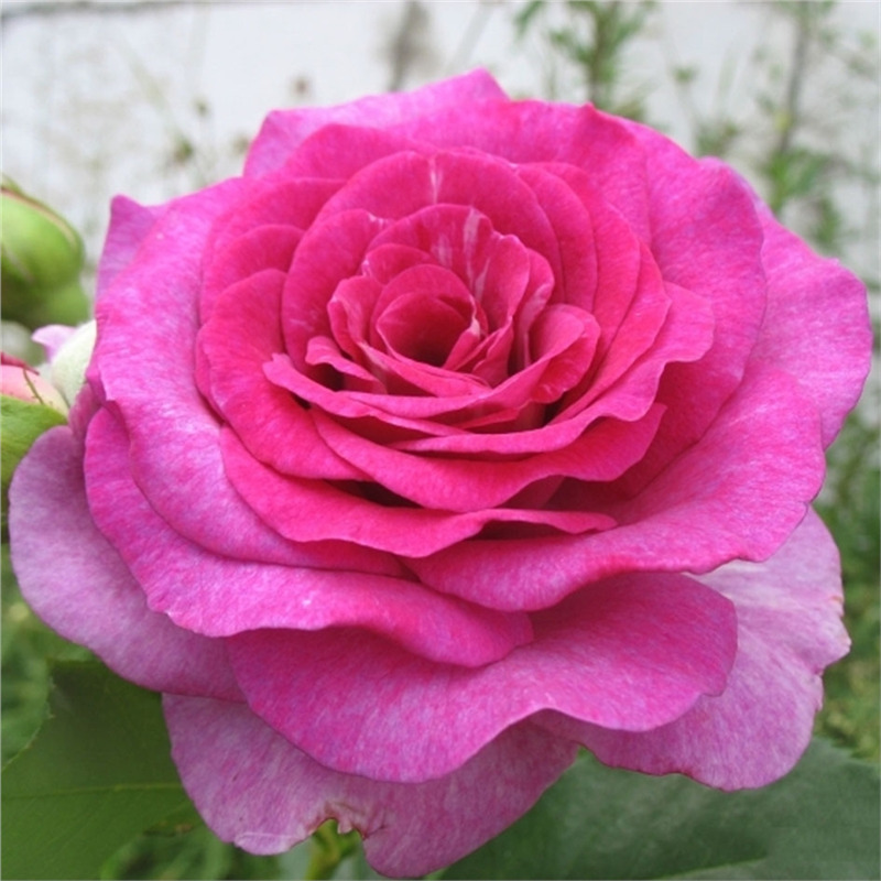 Роза чайно гибриднаяМелоди Парфюм в коробке AV 