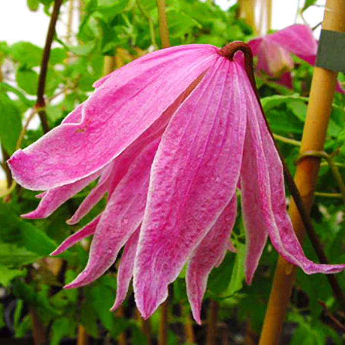 Клематис Ballet Skirt GA C2 E 