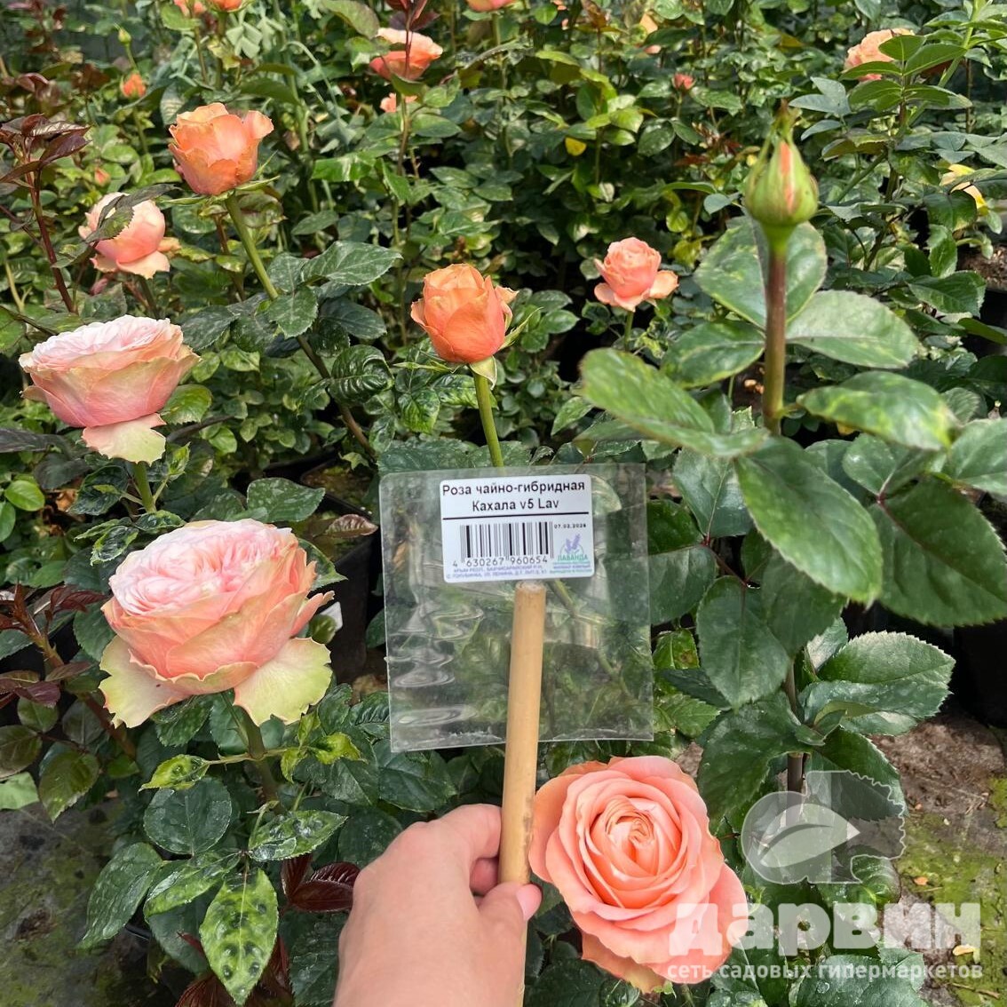 Роза чайно-гибридная Кахала v5 Lav 