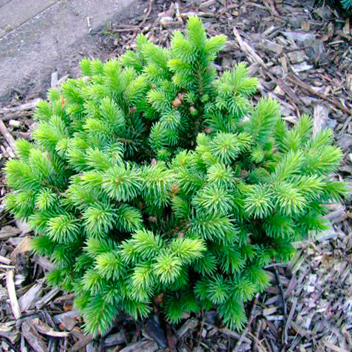 Растение пихта горная Грин глоуб 30-40 см, Mt 