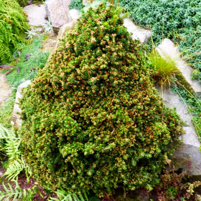 Растение ель обыкновенная Хумилис с5/30-40 Lt 