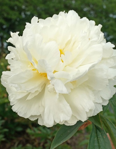 Пион молочноцветковый Фринжд Айвори 2-3 1шт Поиск 