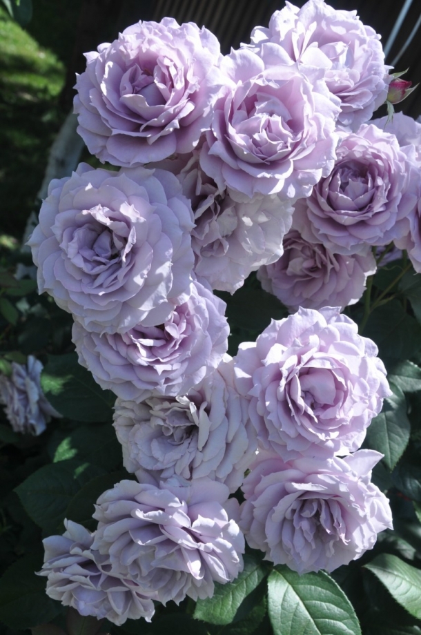 Роза флорибунда Новалис v5 Lav 