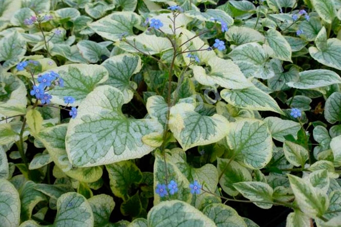 Брунера Кингс Рэнсом "King's Ransom" d17 ХР 