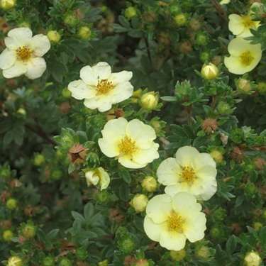 Лапчатка Примроуз бьюти с5/30-40 UL 