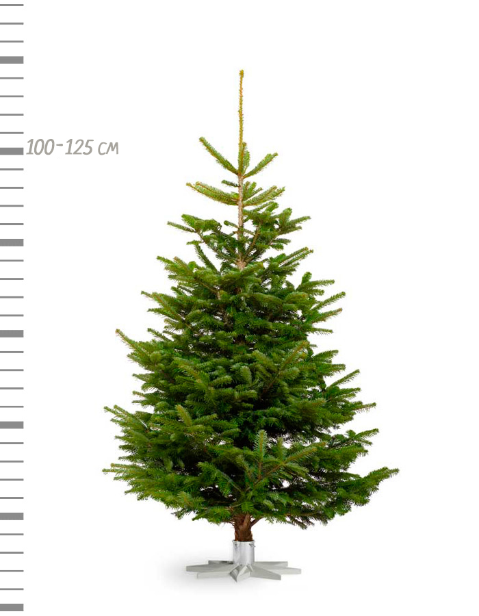 Пихта НОВОГОДНЯЯ нормандская 100/150 по цене 