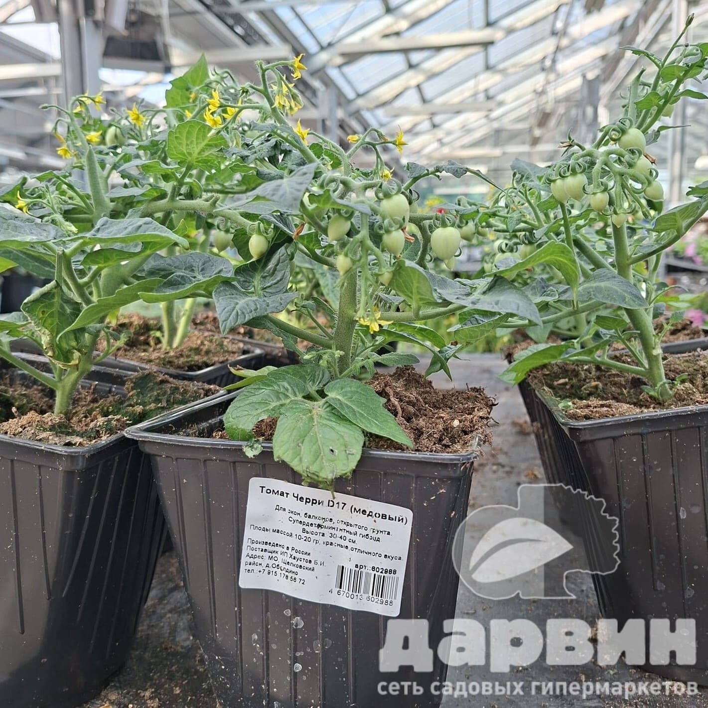 Рассада Томат Черри d17 по цене  Рассада Томат Черри d17
