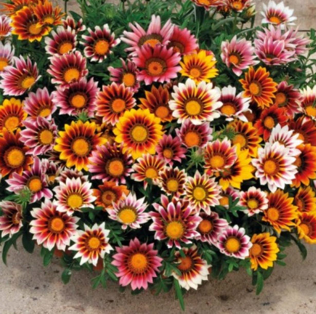 Газания ридженс крупноцветковая кассета 4 ячейки ЦВ 