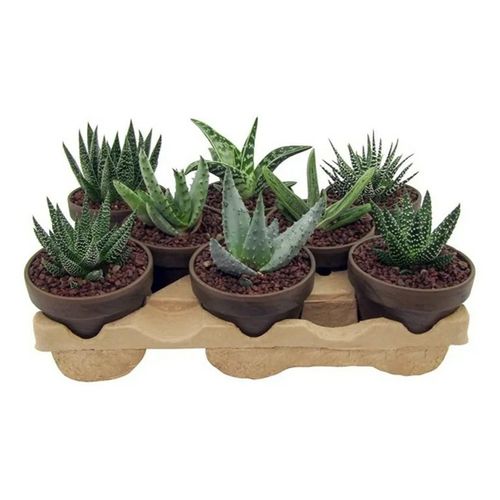 Алое Хавортия микс d5 h8 