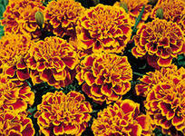 Семена Бархатцы (Тагетес) отклоненные Бонанза Пламя 10шт Престиж 