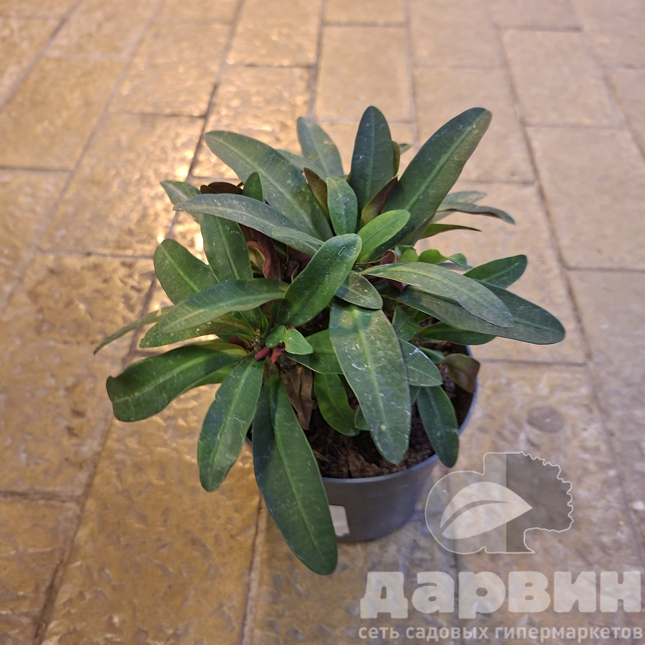 Эуфорбия Мили d13 h25 