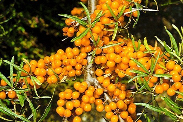 Облепиха Рует v5 Tim 